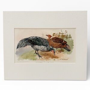 Vintage Pheasant Sporting Game Birds Chromolithograph Print Matted